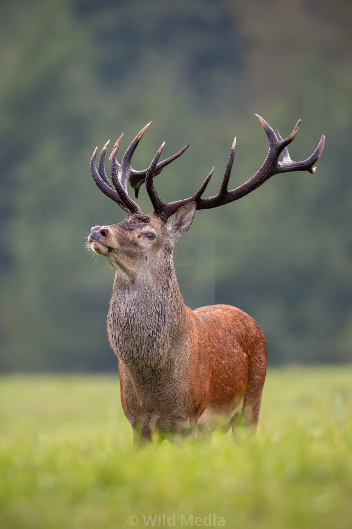 Big Red Stag Big Red Stag